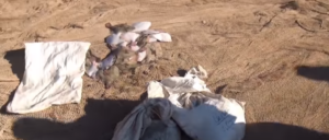 В Запорожской области пограничники задержали браконьеров с уловом более 400 тысяч гривен - ВИДЕО