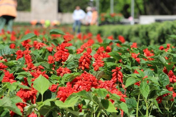Запорожскую Аллею Боевой Славы украсят почти двадцать тысяч цветов - ФОТО
