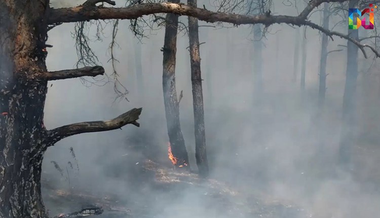 В Запорожской области неизвестные подожгли лесопарковую зону - ВИДЕО