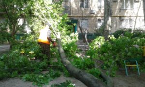 В Запорожской области дерево упало на коляску с младенцем - ФОТО, ВИДЕО