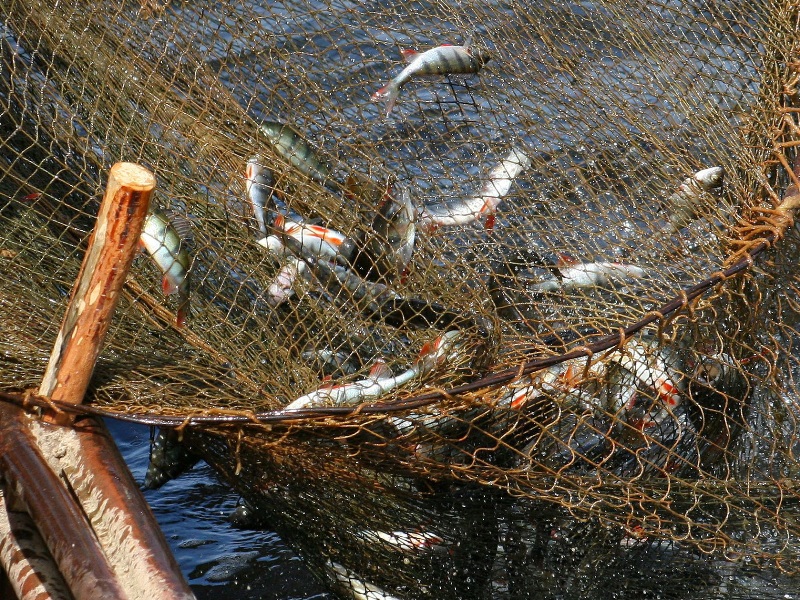 В Запорожской области скоро отменят запрет на вылов рыбы