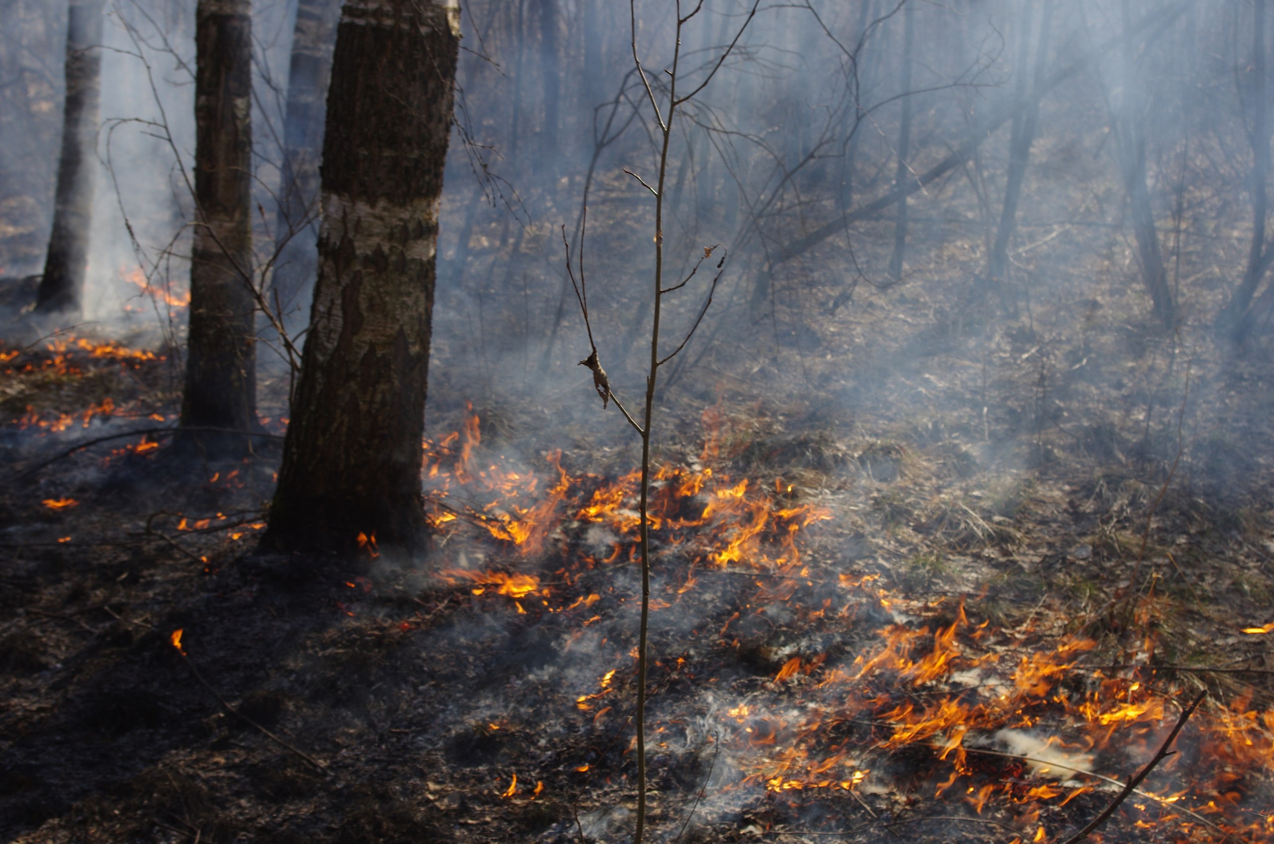 В Запорожской области огонь повредил более 2,5 гектара открытых территорий