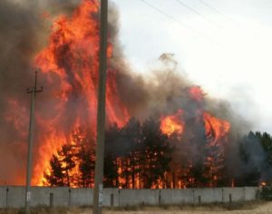 В Запорожской области на территории лесничества произошел масштабный пожар - ФОТО