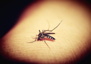 В Запорожской области комары разносят жуткую болезнь