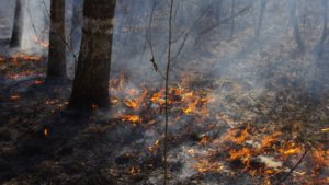 У Запорізькій області за добу сталося 13 пожеж в екосистемах
