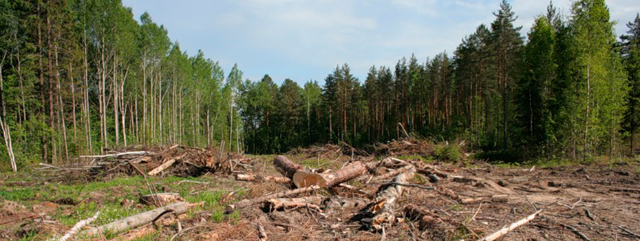 В Запорожской области за вырубку лесов нарушители заплатили 2700 гривен