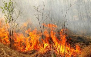 В Запорожской области за сутки произошло 25 пожаров в экосистемах