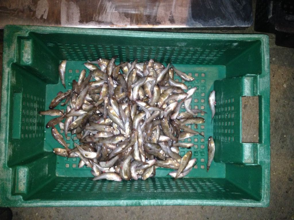 В Запорожской области предприниматель занимался незаконным выловом рыбы - ФОТО, ВИДЕО