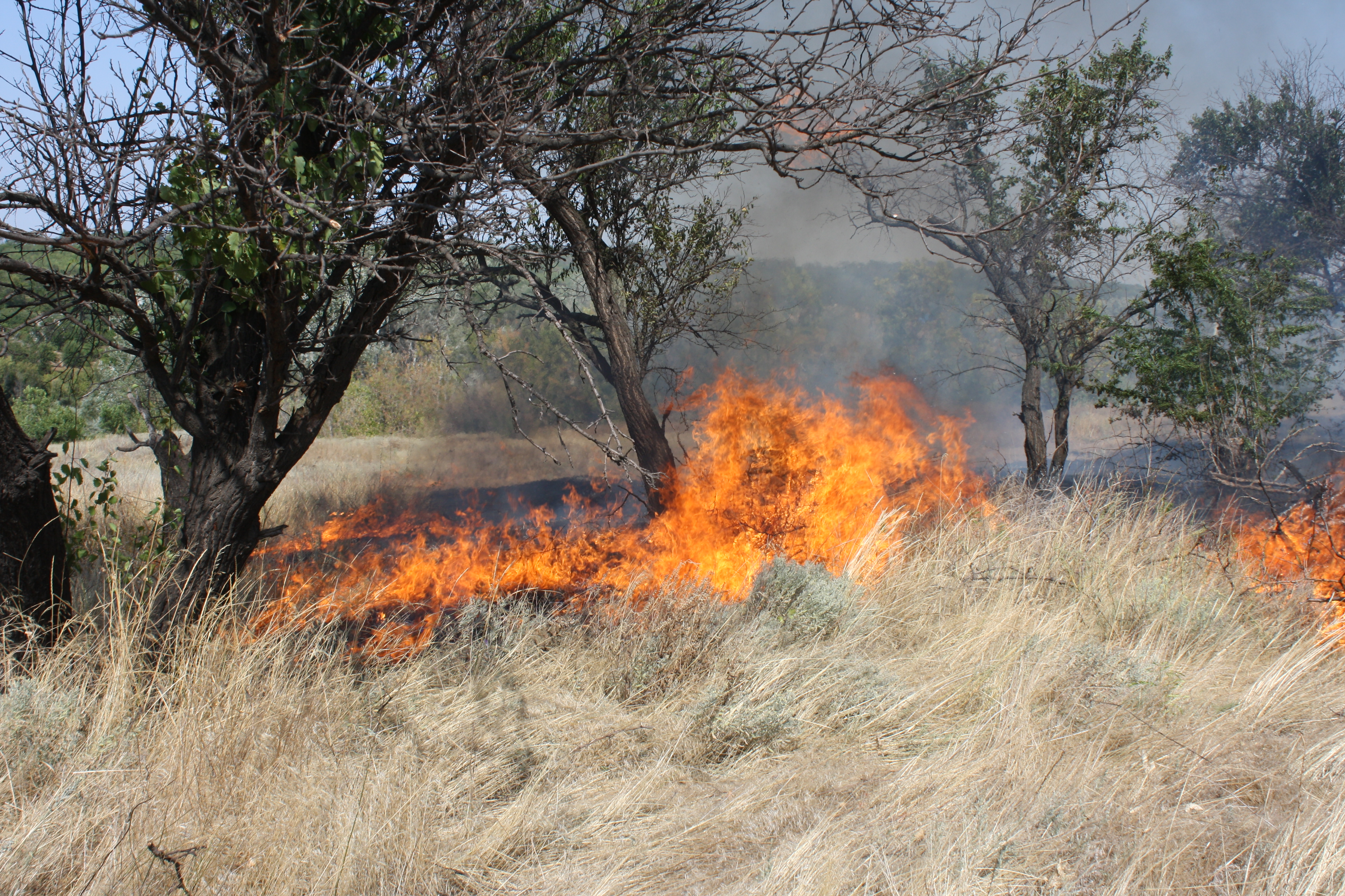 Запорожская область продолжает страдать от пожаров: за сутки произошло 49 случаев возгораний природных экосистем