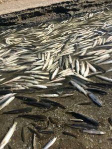 Экокатастрофа: в Молочном лимане произошел массовый мор рыбы - ФОТО, ВИДЕО