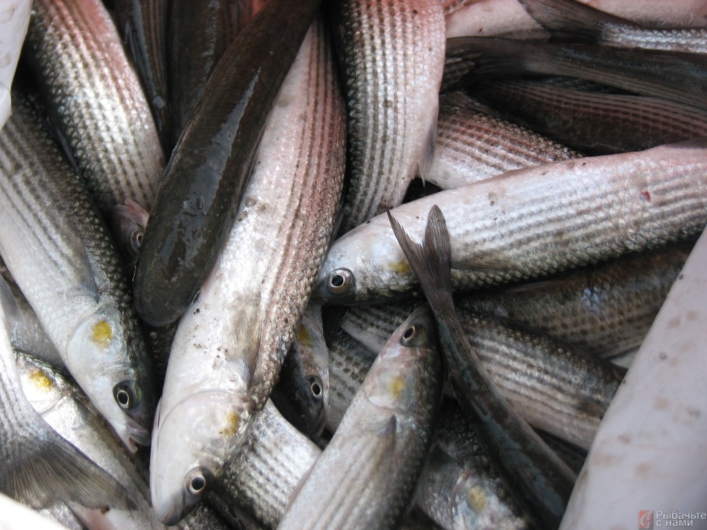 Браконьеры выловили рыбы на 38 тысяч гривен - ФОТО