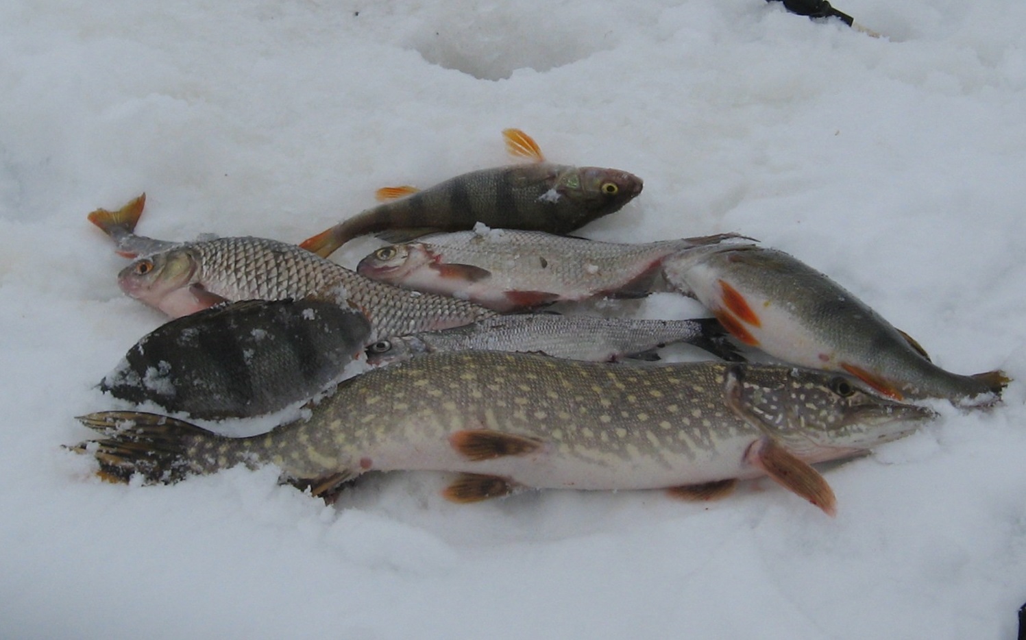 В Запорожской области начинается запрет на вылов рыбы