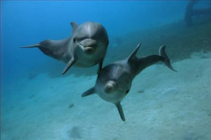 В Запорожской области на пляже нашли мертвого дельфина - ФОТО