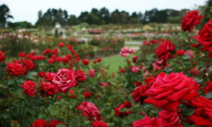 У Запоріжжі закохана пара викопувала із міських клумб кущі троянд