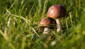 Запоріжців попереджають про небезпеку отруєння грибами