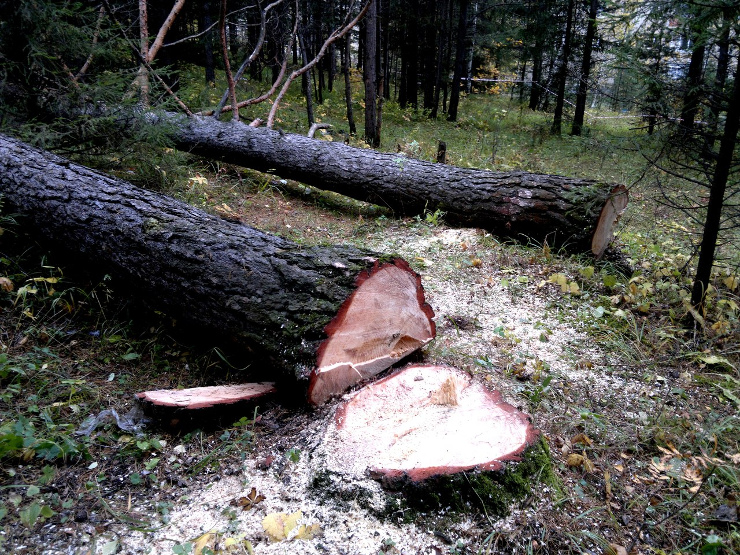 В Запорожье вырубят более 400 деревьев в Вознесеновском парке