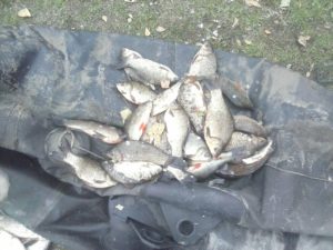 Несмотря на запрет, запорожцы продолжают браконьерски ловить рыбу - ФОТО
