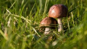 В Запорожской области 4-летний мальчик отравился грибами