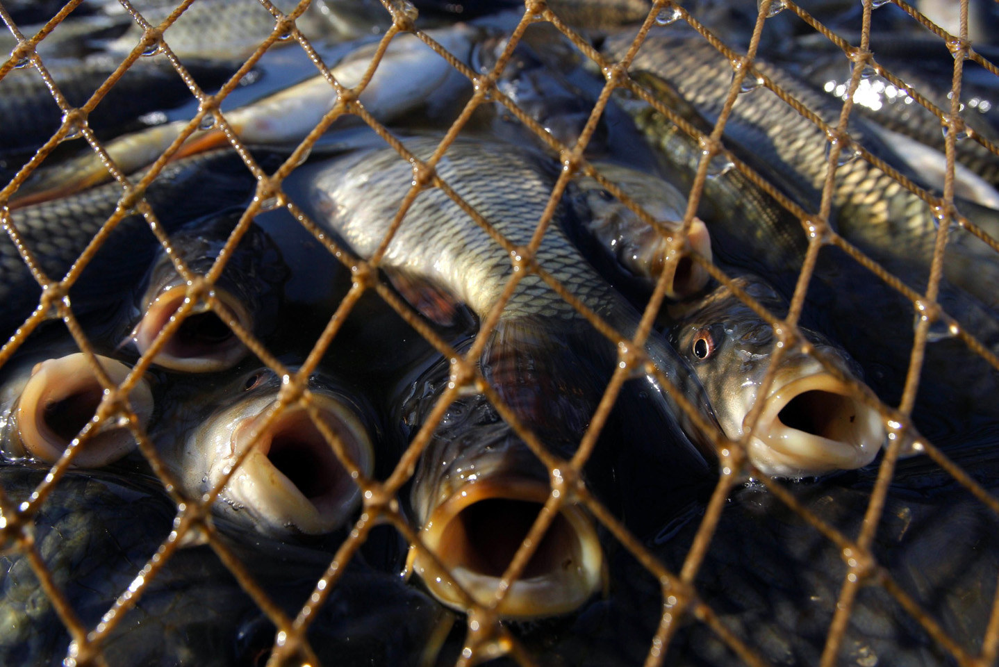 В Запорожском районе задержали браконьера с уловом почти на 9 тысяч гривен - ФОТО