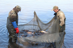 В запорожские водоемы выпустили почти 600 тысяч рыб
