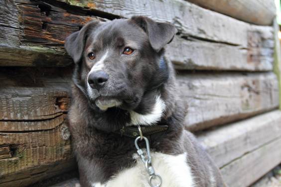 В Запорожской области грабители вломились в дом и убили собаку