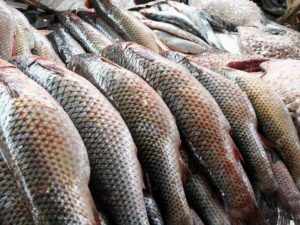 В Запорожской области задержали браконьера с уловом на 66 тысяч гривен - ФОТО