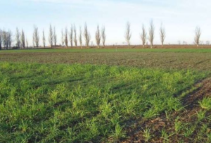 В Запорожской области неустойчивая погода частично повредила будущий урожай