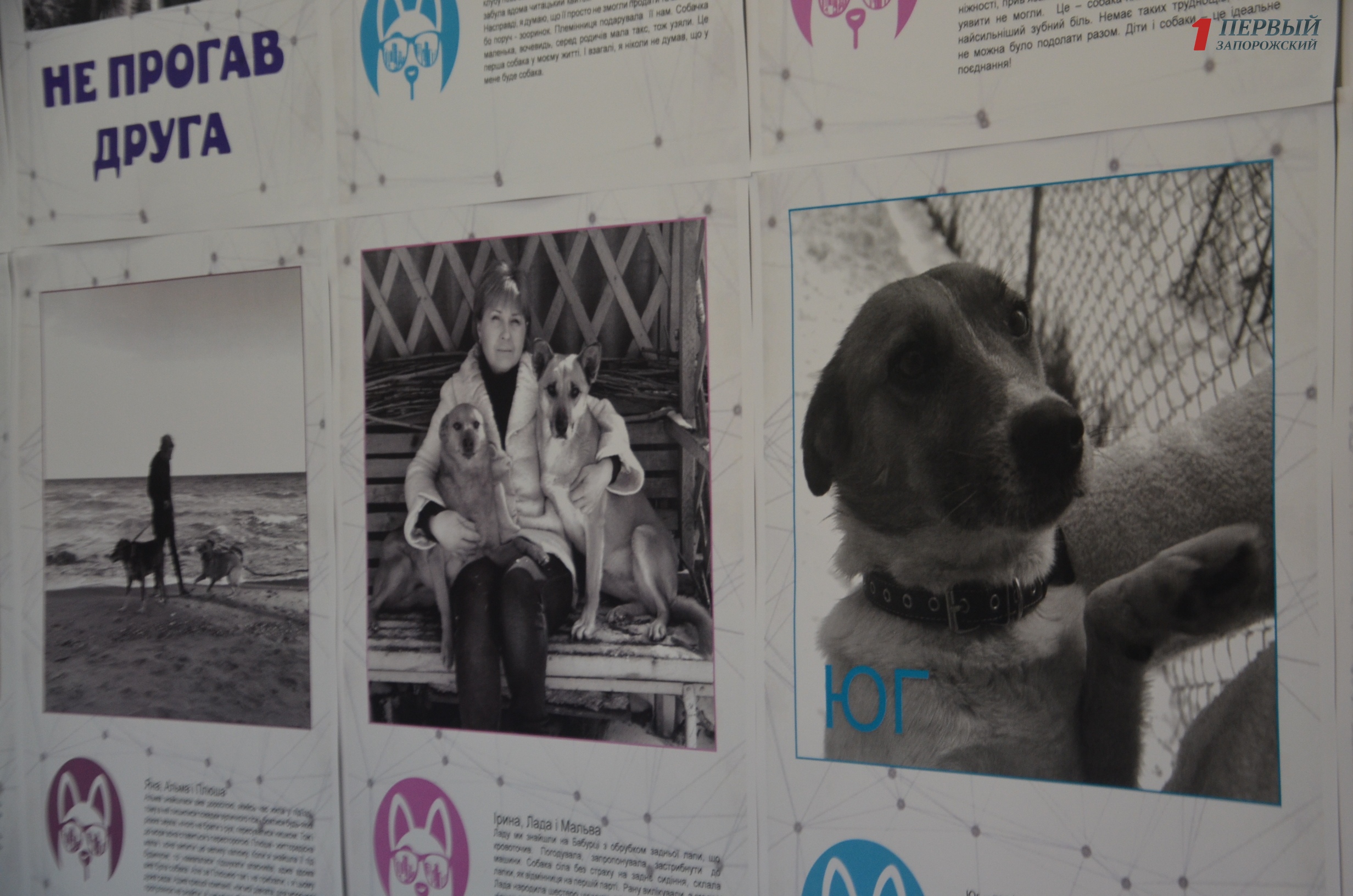 В Запорожье открылась фотовыставка, посвященная проблеме бездомных животных - ФОТО