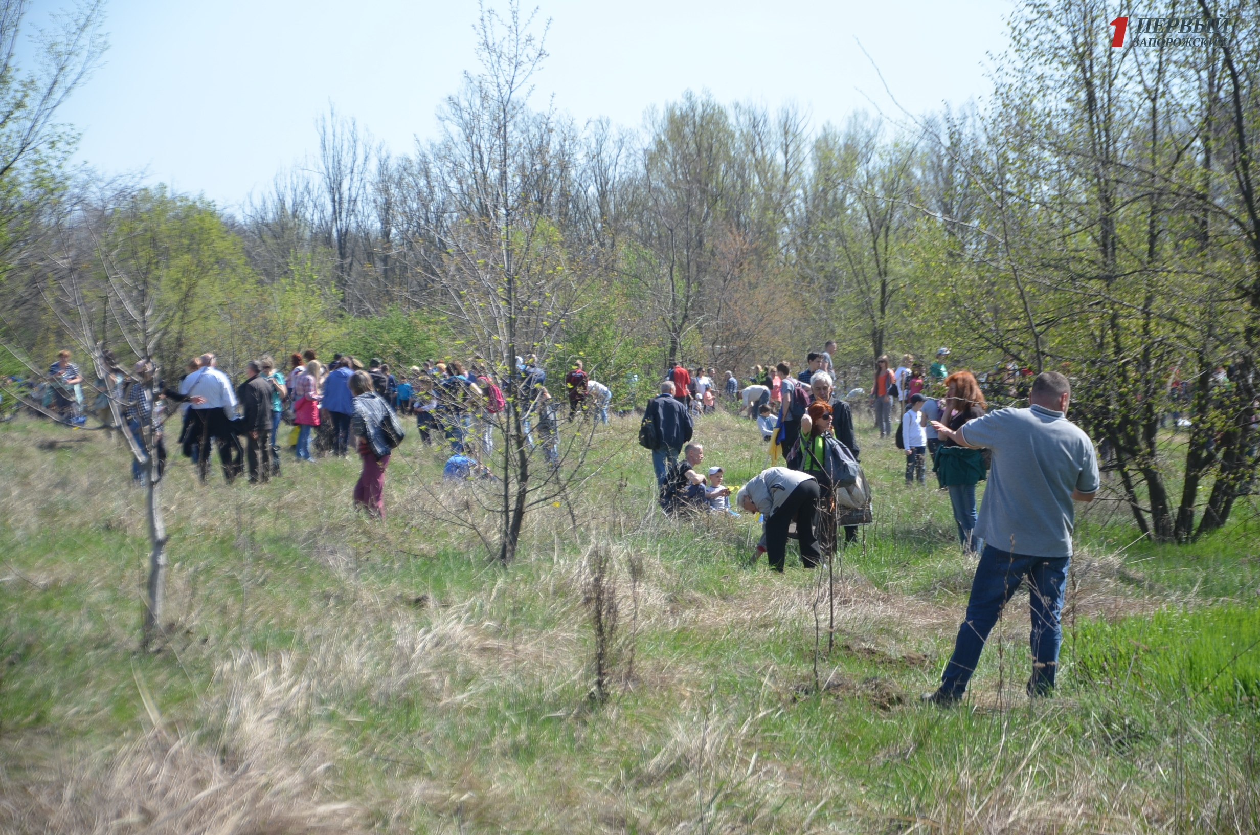 Тысячи запорожцев и гостей с других регионов Украины собрались на Хортице, чтобы высадить на острове массу новых деревьев -  ФОТО