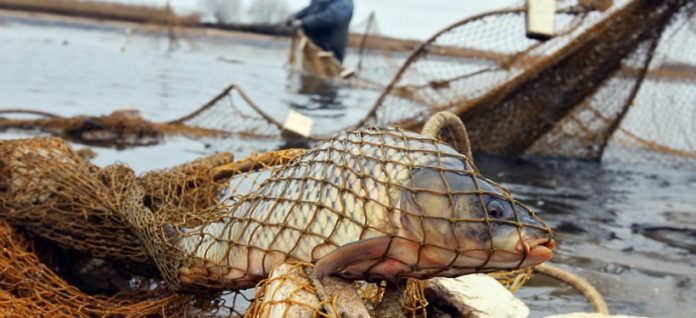 В Запорожье задержали двоих браконьеров, которые промышляли незаконной добычей рыбы в Днепре – ФОТО