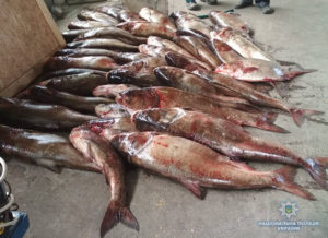 Правоохранители задержали браконьеров, выловивших 400 кг рыбы на гидросооружениях ЗАЭС - ФОТО
