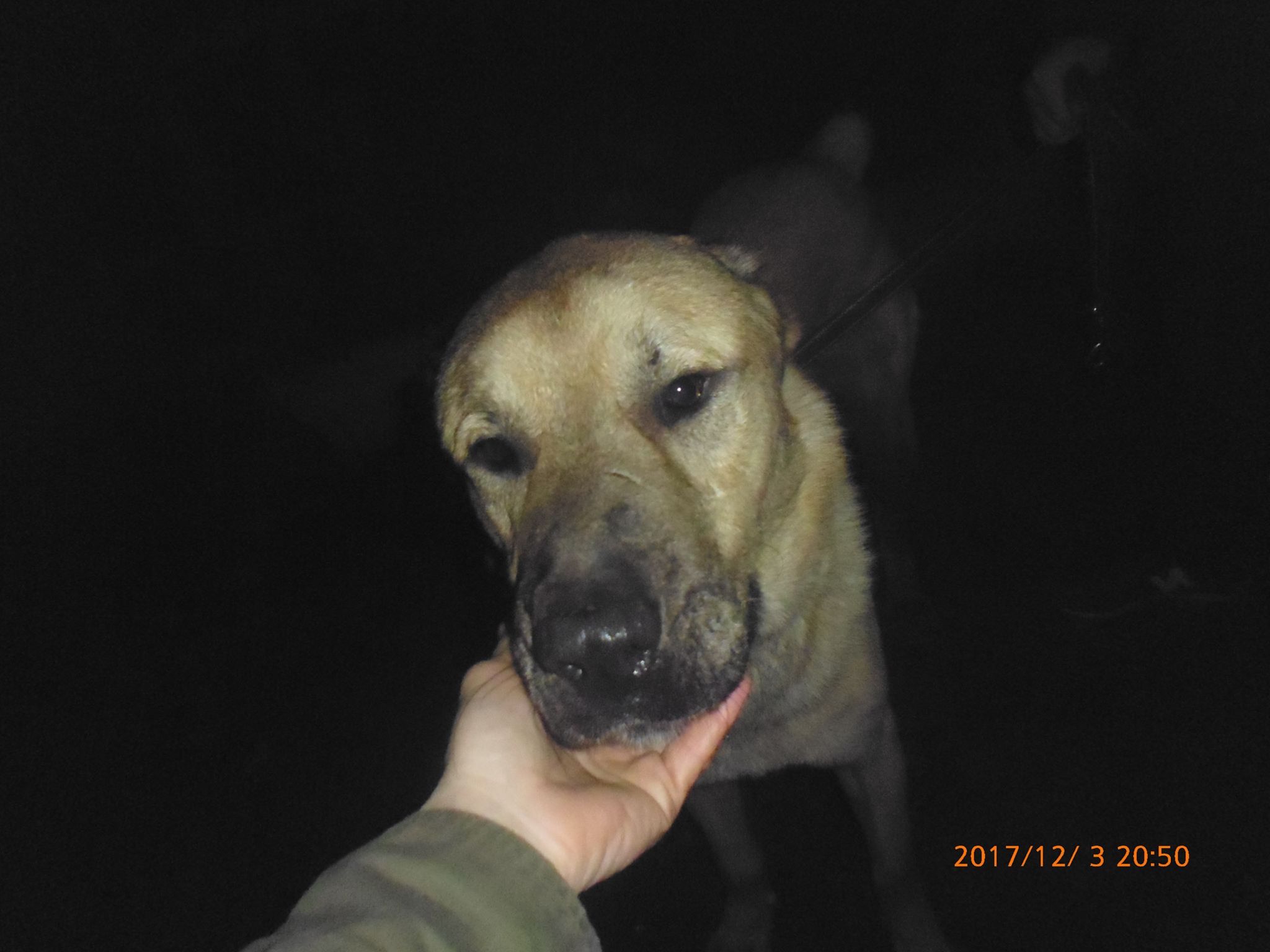 В Запорожье во двор частного дома бросили гранату: из-за взрыва погибла собака, которая защищала семью с ребенком