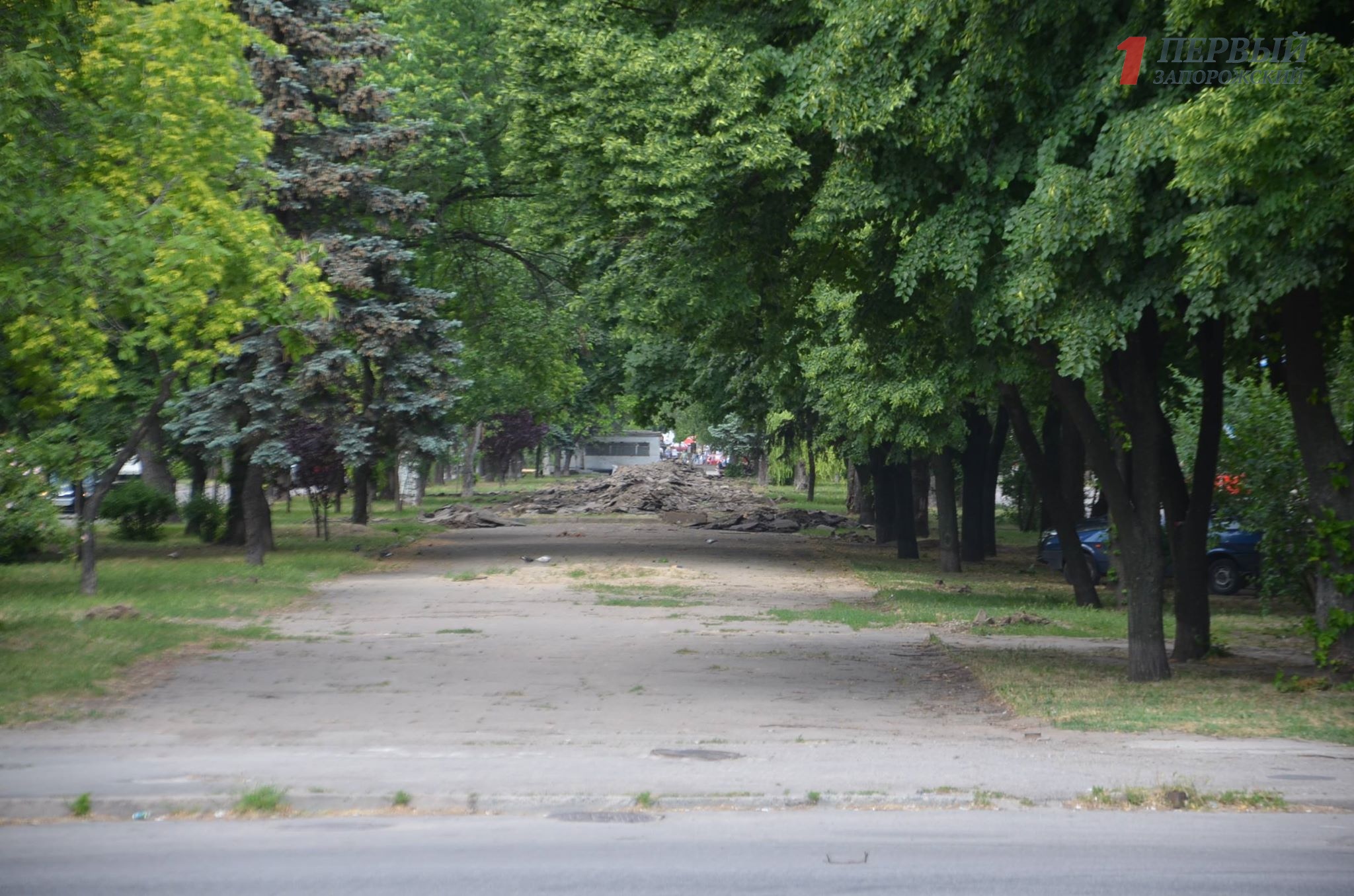 В центре Запорожья отправили под спил десятки елей в рамках реконструкции пешеходной зоны на Маяковского - ФОТО