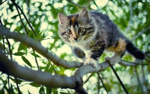 В Запорожской области спасатели сняли с дерева котенка - ФОТО