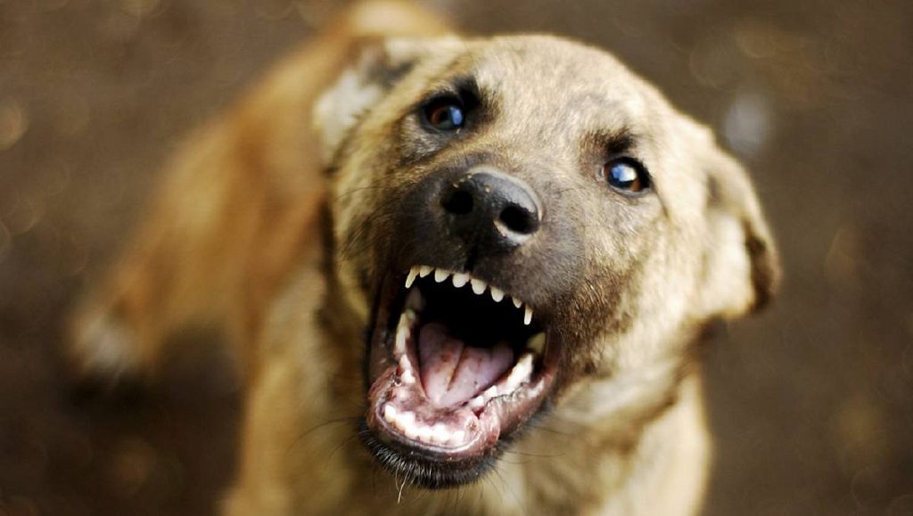 В Запорожской области стая собак напала на женщину с ребенком - ФОТО