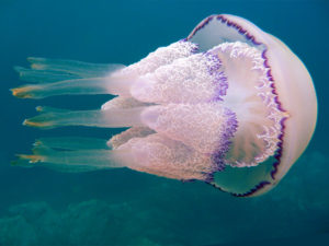 В Азовском море появились гигантские ядовитые медузы - ФОТО, ВИДЕО