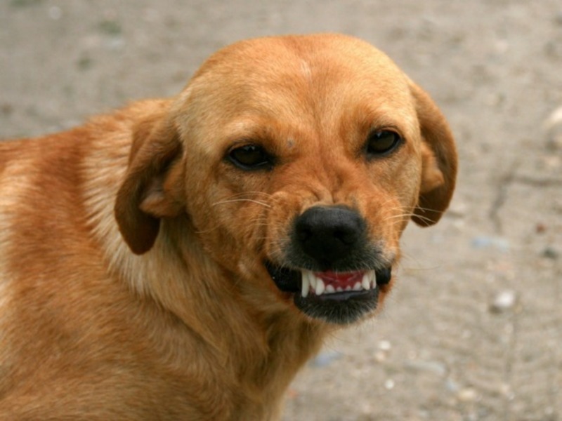 На запорожском курорте бродячие собаки напали на ребенка - ФОТО