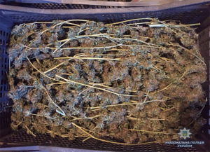 Запорожец занимался выращиванием марихуаны: у него нашли шесть ящиков 