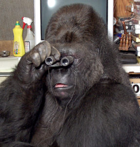 В Америке умерла известная горилла, освоившая язык жестов