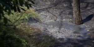В Запорожской области опасные канализационные стоки разлились в лесной зоне и губят все живое - ВИДЕО