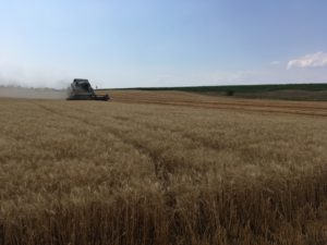 В Запорожской области обнаружили поле, самовольно засеянное пшеницей - ФОТО