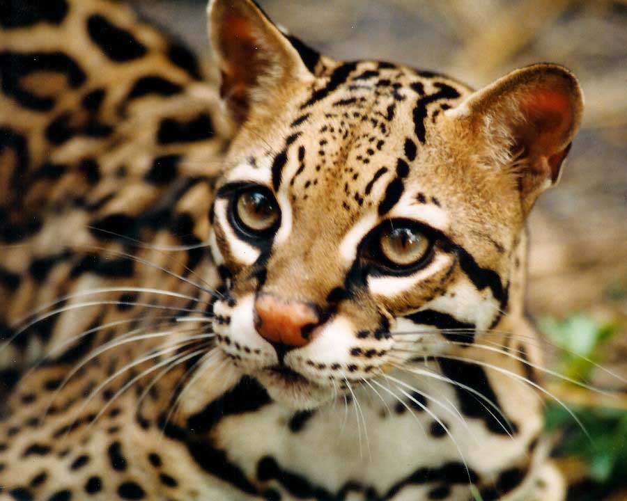 В частном запорожском зоопарке появилась уникальная леопардовая кошка - ФОТО
