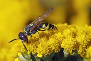 Запорожские медики предупреждают о повышенной агрессивности пчел и ос