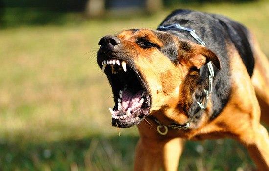 В Запорожской области бездомная собака напала на женщину - ФОТО