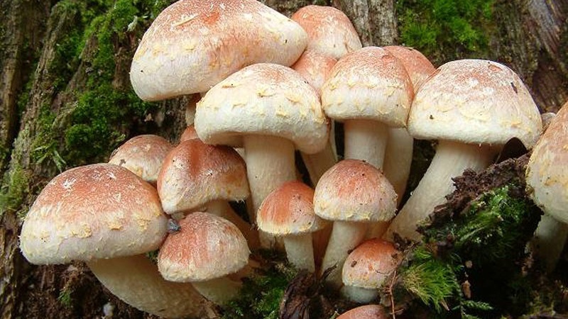 Запорожцев предупреждают об опасности отравления грибами