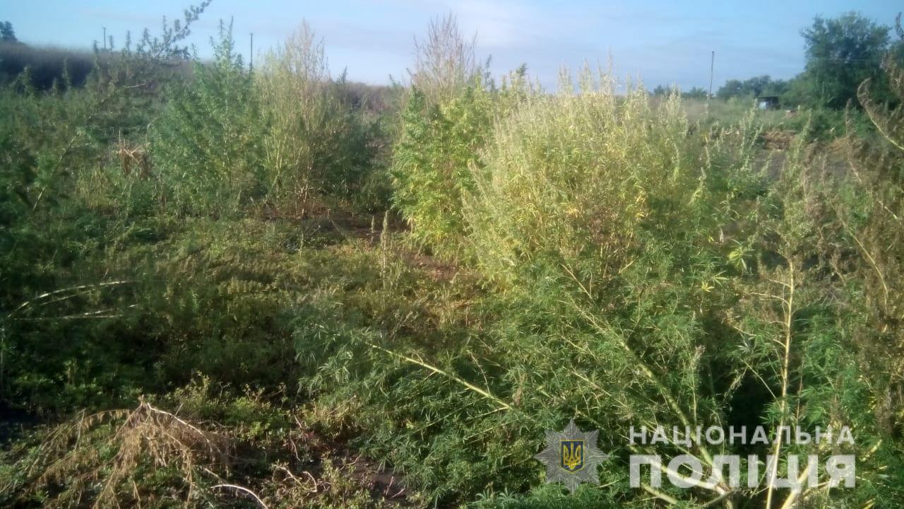 Житель Запорожской области выращивал во дворе дома коноплю – ФОТО