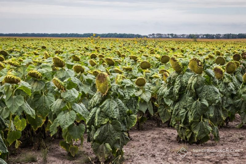 В Запорожской области фермеры рассорились из-за участка земли с подсолнухом