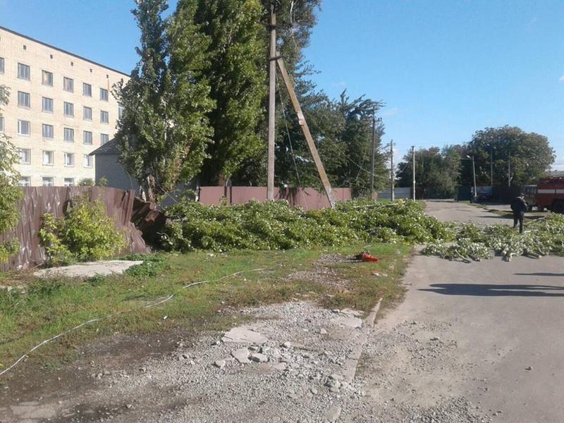 В Запорожской области из-за упавшей ветки погибла женщина - ФОТО