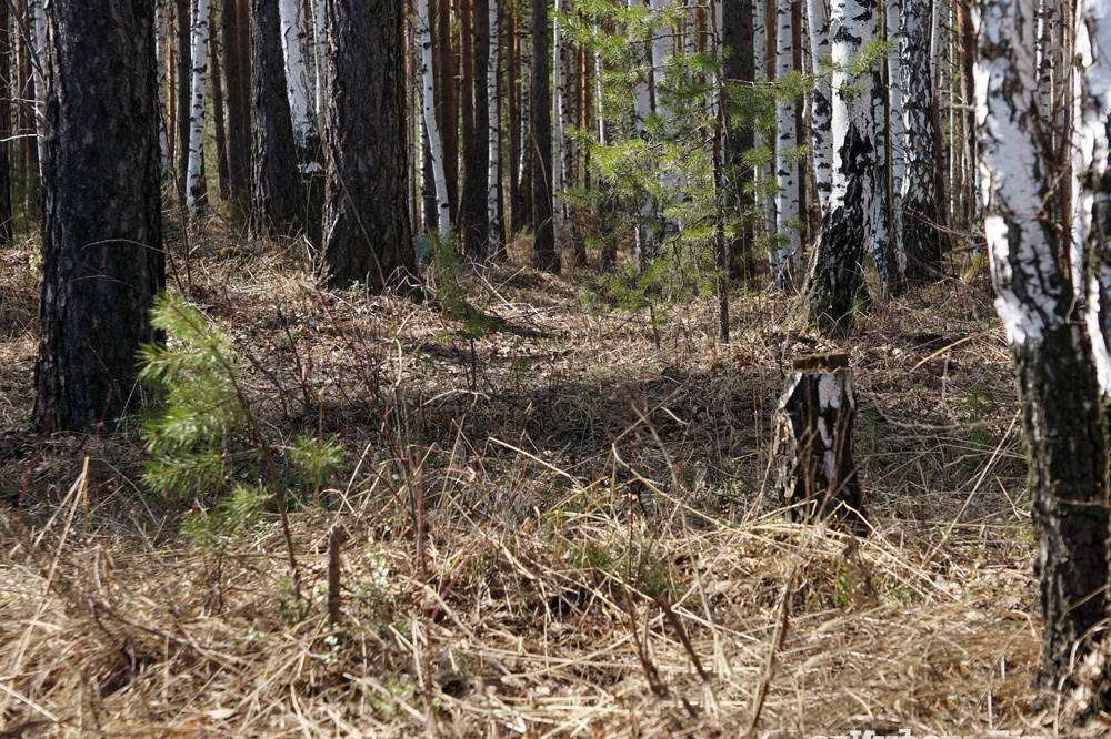 В Запорожской области в лесу нашли полуобнаженное тело пропавшей женщины