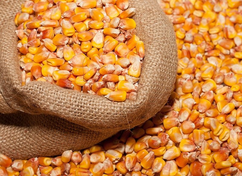 В Запорожской области у пенсионерки украли 300 килограммов кукурузы - ФОТО